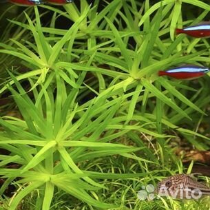 Растения для аквариума