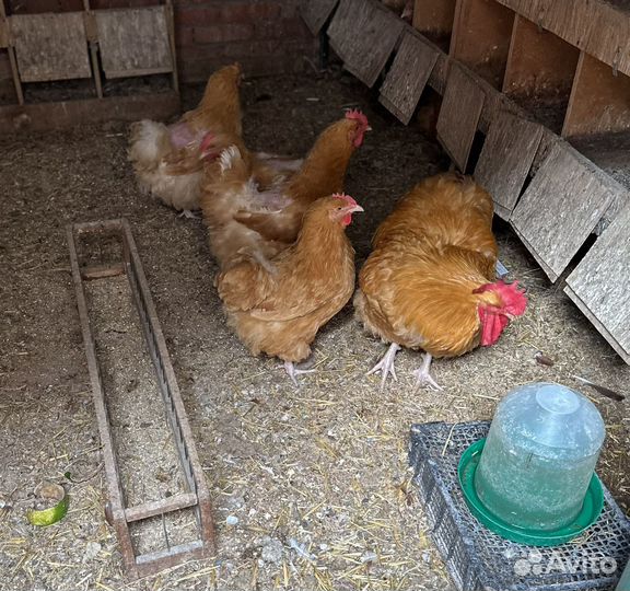 Куры орпингтон