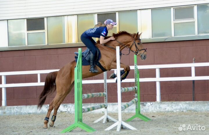 Лошади на продажу