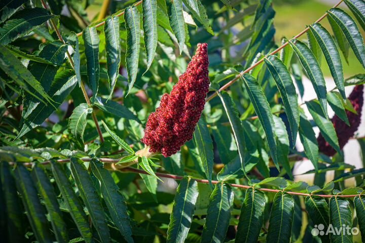 Тибетская малина,Сумах, Ремонт.земляника,Клубника