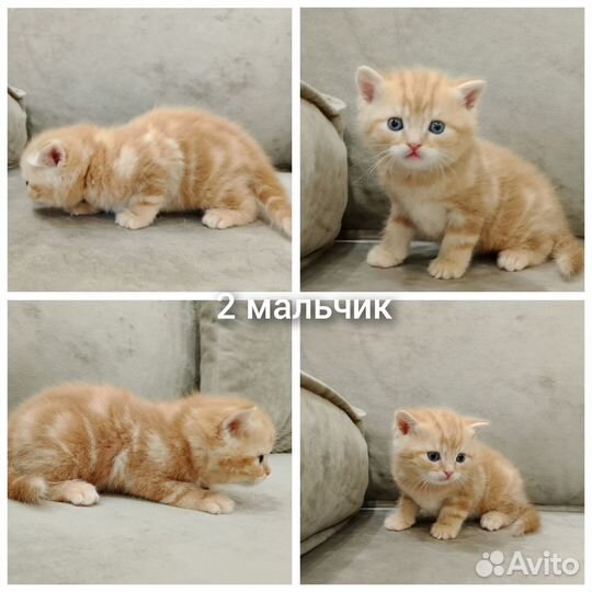 Шотландские котята