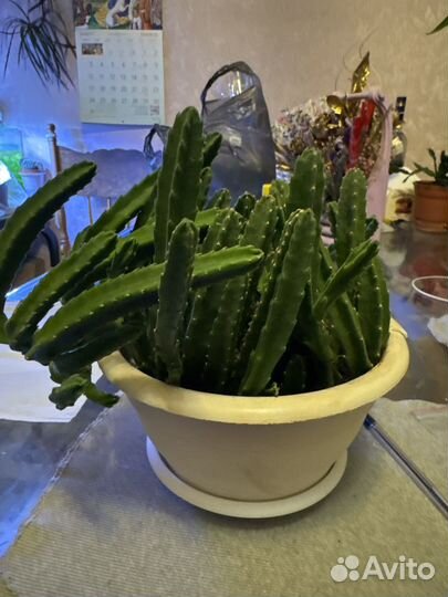 Домашний цветы стапелия Орбея