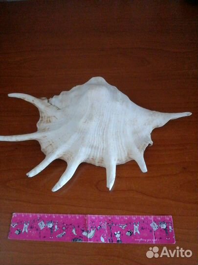 Ракушки океанские для аквариума и интерьера