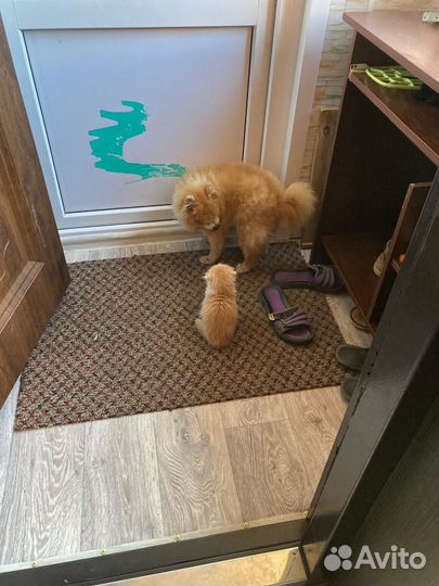 Котенок в добрые руки