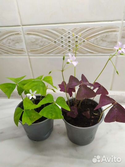 Кислица оксалис