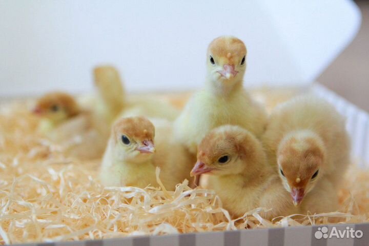 Индюшата Хайбрид конвертер