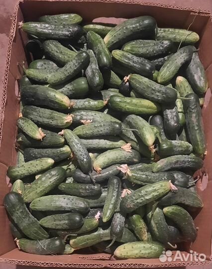 Огурцы свежие домашние