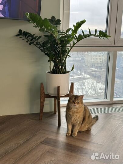 Замиокулькас