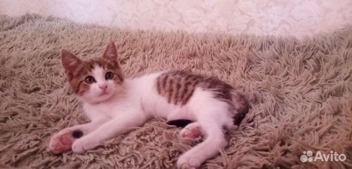 Кот мышелов