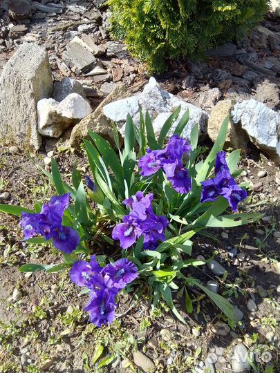 Ирис бордюрный