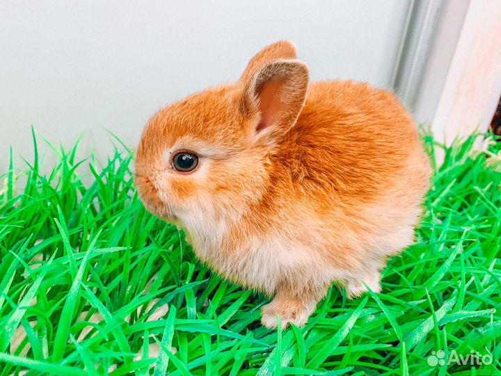 Карликовый кролик - Мега мини