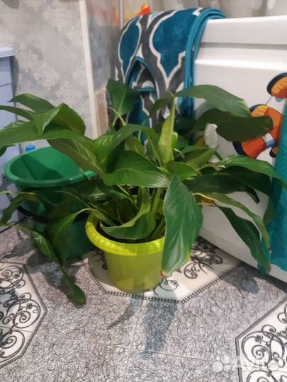 Спатифиллум