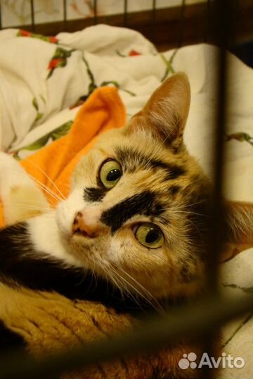 Ласковая трехцветная кошка