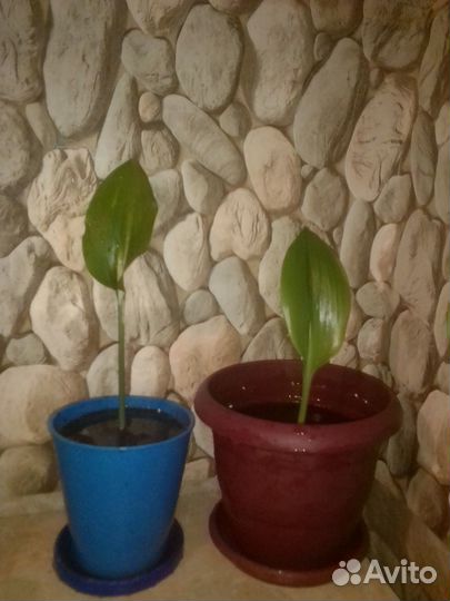 Эухарис амазонская лилия