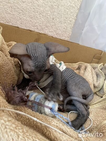 Канадский сфинкс котенок девочка
