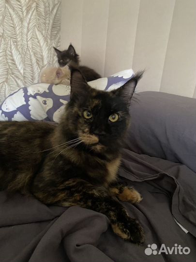 Котенок Мейн кун