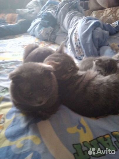 Продаю котят