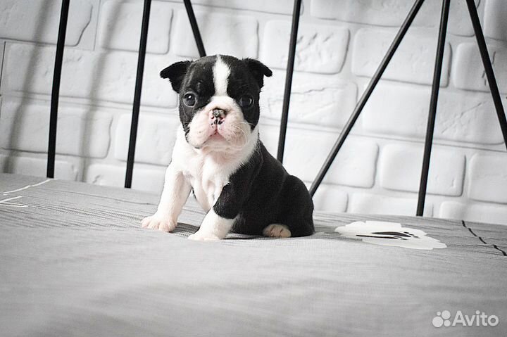 Boston terrier puppy