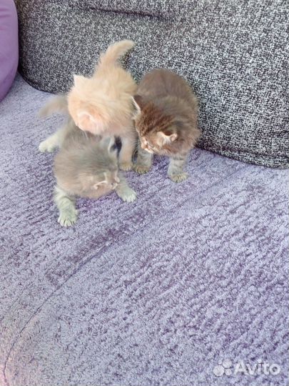 Котята в добрые руки бесплатно