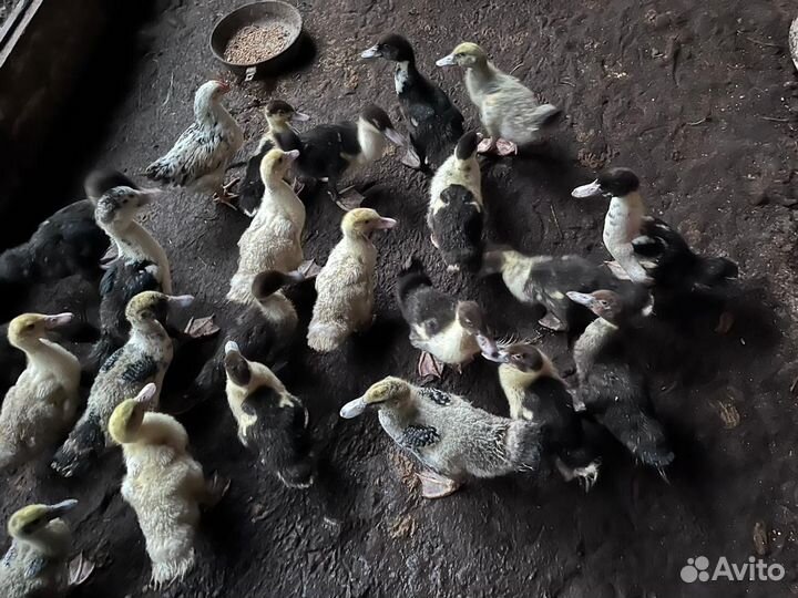 Продаются только утки