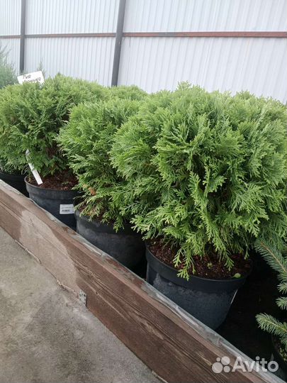 Туя Даника в горшке 10л