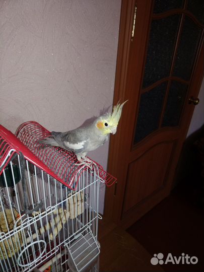 Попугай корелла