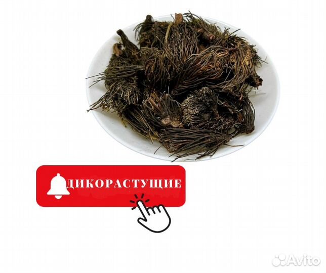 Красная щетка корень