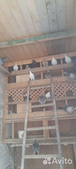 Продажа голубей