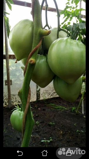Семена томатов