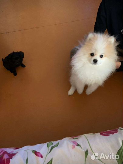 Шпиц помериканский мини