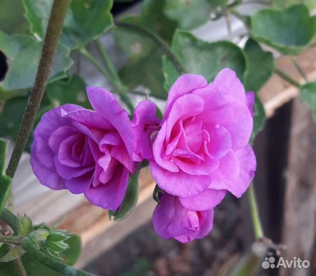 Пеларгония сортовая