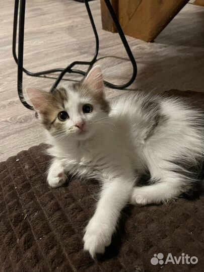 Котята в добрые руки2 месяца