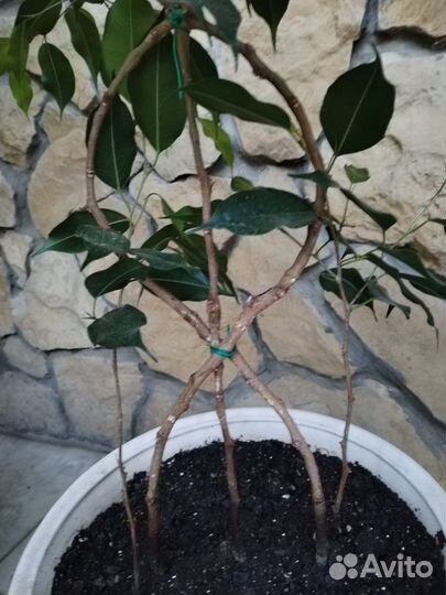 Фикус бенджамина плетеный