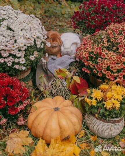 Тыква декоративная