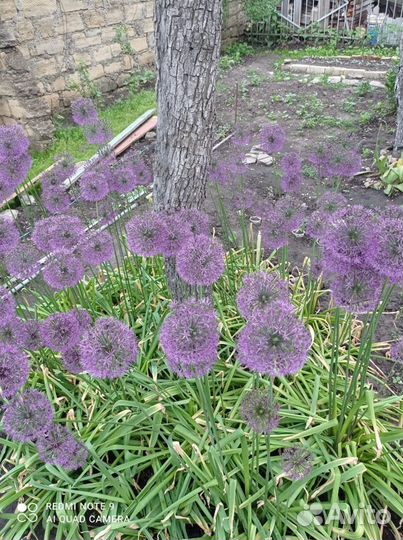 Суворовский лук кусты