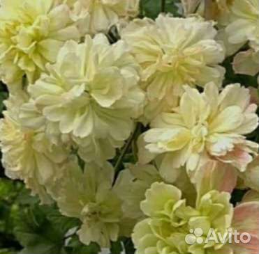 Пеларгония зонартик Rushmoor Zambezi