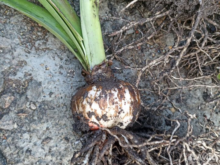 Гиппиаструм