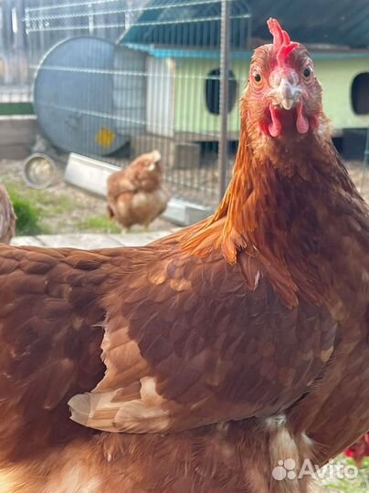 Домашние куриные яйца