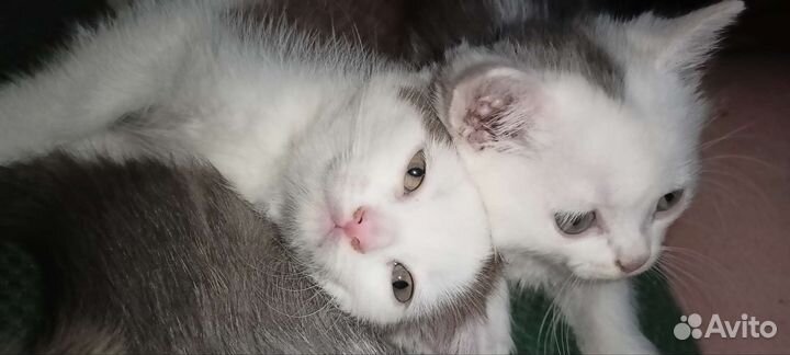 Вислоухий котенок