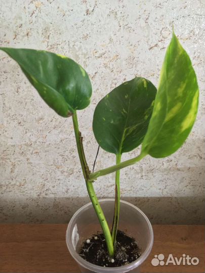 Цветы комнатные