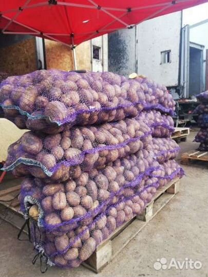 Картофель Лук Морковь на дом