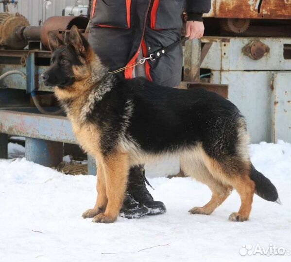 Подрощеная девочка немецкой овчарки с документами
