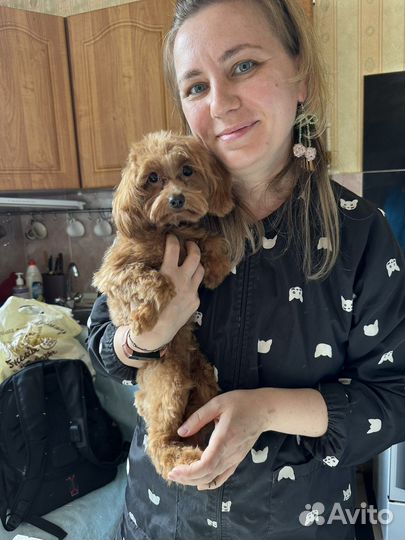 Стрижка и вычесывание животных (кошек, собак)