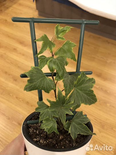 Плющ хедера (фатсхедера)