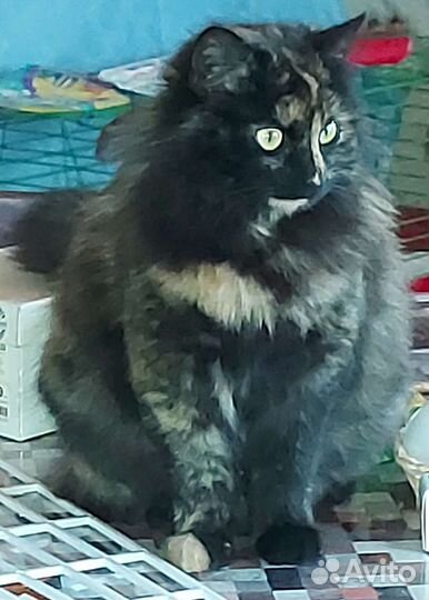 Котики ищут свой дом