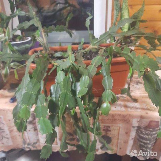 Аспарагус,Диффенбахия, декабрист, спатифиллум