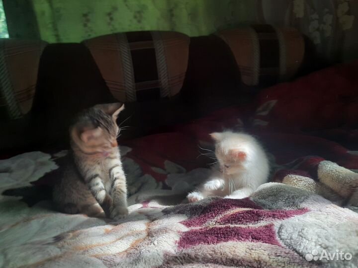 Котята ищут хозяина