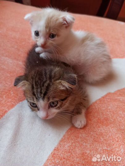 Вислоухие котики