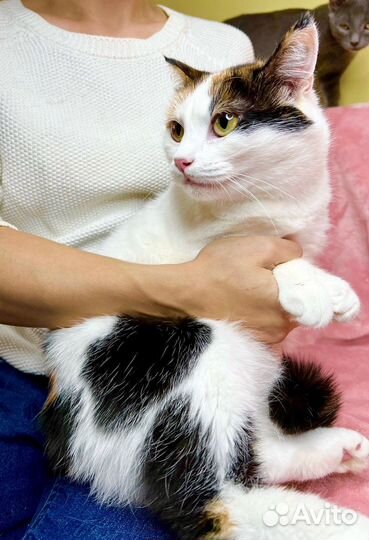 Кошка Пятнашка – трехцветная обаяшка в добрые руки