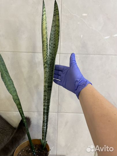 Сансевиерия сортовая